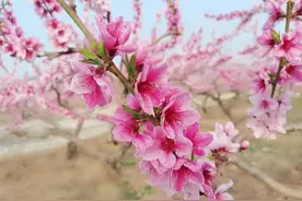 晚安，亲爱的，我在梦里等你图片