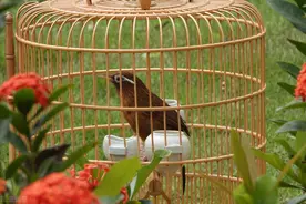 养鸟高手不一定知道的养鸟知识！养鸟补充什么营养？如何喂食？图片