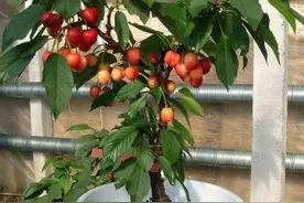 在家就能种的5种果，挂果率高，很好养，漂亮好吃，果子一串串图片