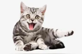 猫咪胰腺炎求救信号！治疗方法图片