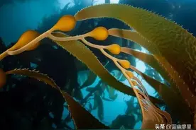 海带到底算是植物，还是动物，那么海带为什么能提取味精？图片