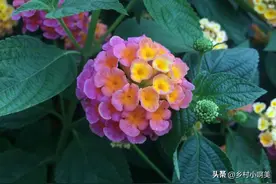 花开5色的“臭草”，却是民间“皮炎草”，解决生活烦恼，真有用图片
