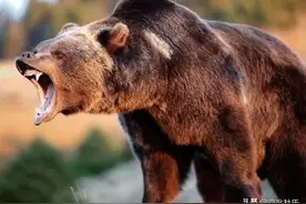 男子上山采山货遭遇黑熊攻击，疑似装死逃过一劫，黑熊究竟多恐怖图片