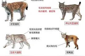 小小的猞猁凭什么成为了分布最广的猫科动物？它有何特别之处？图片