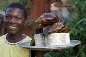 消灭非洲大蜗牛会坐牢！非洲人能吃1500万公斤，为何中国无人敢吃图片