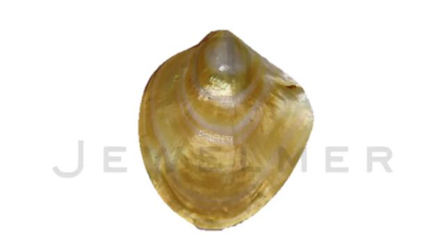 「干货」南洋金珠专题直播精彩集锦,专家教你怎么看南洋珍珠