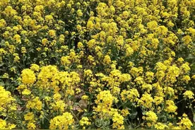 怎么把今日头条里的歌曲下载到优盘里？图片