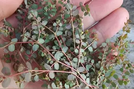 1种草有“毒奶浆”，在房前屋后遇到它，请记得挖，如今是珍贵货图片
