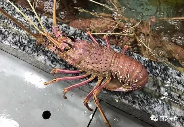 40头的花胶是几级 2025年花胶40头是什么意思?