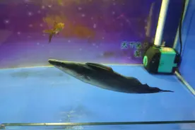 长期开启鱼缸过滤器，有没有安全隐患，会不会出现什么事故？图片