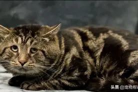 流浪猫因忧郁眼爆红，如今被领养，眼神竟变化这么大，还会微笑！图片