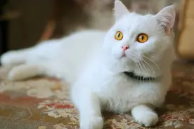 为什么说养母猫不好？听听过来人怎么说图片