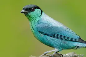 什么鸟认主人，不会轻易飞走？这四种让你放心大胆养！图片