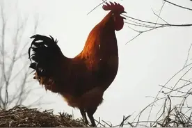 为半夜鸡叫正名图片