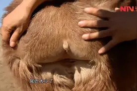 世界最迷人的屁股，长在了羊界卡戴珊身上图片