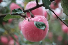 苹果在古代不叫“苹果”，古人取了个很唯美的名字，日本沿用至今图片