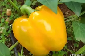 彩椒营养价值高，种植有“钱景”，怎么种植才能高产图片