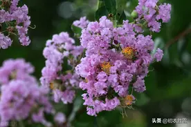 月下紫薇美诗五首：紫薇花满月团团，一池月浸紫薇花图片