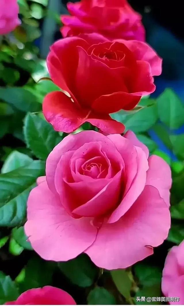 七夕浪漫情人节，玫瑰壁纸