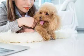 泰迪犬“在意”你的举动，该庆幸，它爱你才会这样做图片