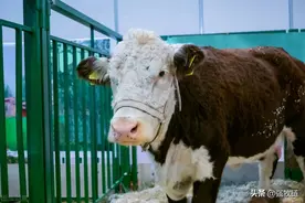 母牛最佳配种时间是什么时候？配种过早有什么坏处？图片