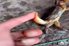湖北一男子是狠人，被螃蟹夹手，敢以牙还牙还吞蟹腿，却带来麻烦图片
