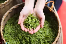 清明节气养生从喝茶开始，老茶客：多喝这几种茶，养生又健康图片