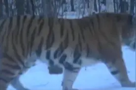 野生东北虎“完达山一号”再次出现：步伐矫健 变壮硕了图片