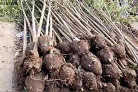 苗木腾退持续进行，怎样走好这一步？图片