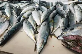 初冬，遇到此鱼我从不手软，一次买20斤，腌制存放，冬天吃特香图片