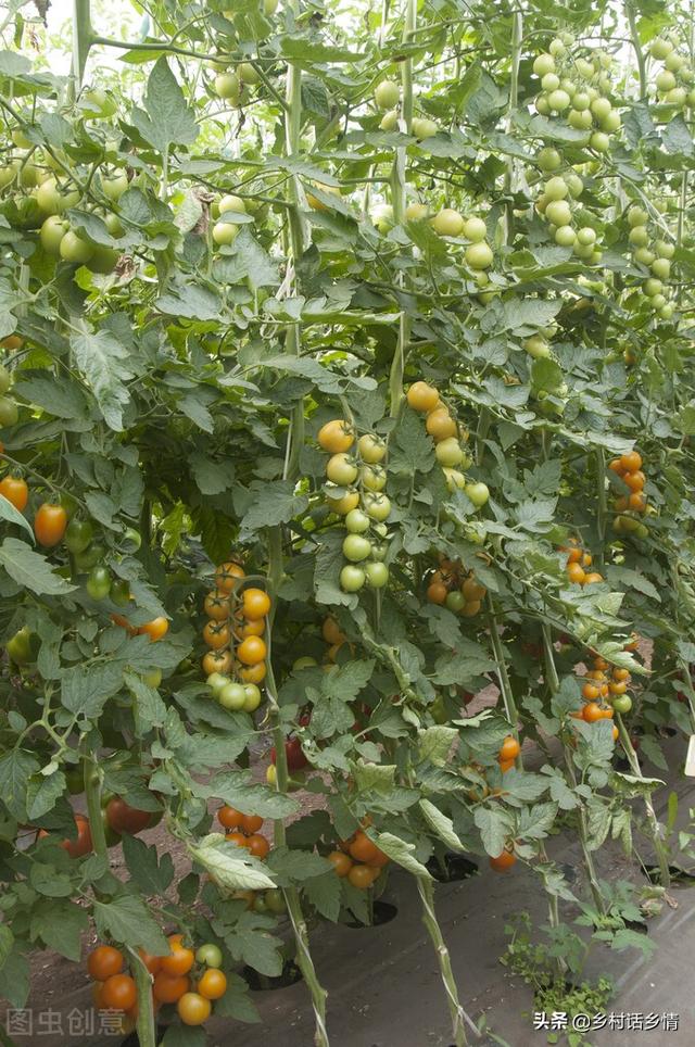 老菜农常说，种菜要学会浇三水、施三肥？这些你都懂吗