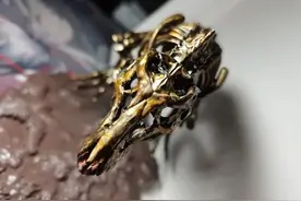 「新手村」手涂霸王龙骨架图片