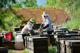 为什么总有蜜蜂围着你飞舞？其实蜜蜂的行为，都是别有用意图片
