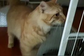 爱猫女士为9只流浪猫求助：期待他人爱心接力图片