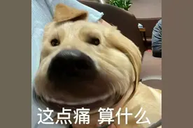 斗图表情包 |幸福三选一？图片