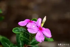 半生已过终于明白：有的时候，兄弟姐妹之间的感情，连朋友都不如图片