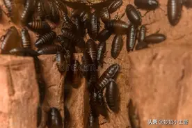 家里蟑螂一锅端，只用一把大蒜轻松搞定，来多少灭多少，太实用了图片