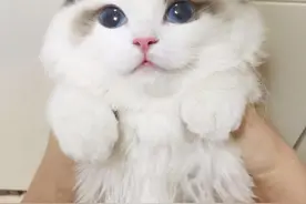 布偶猫的5个底线，一旦过界了，再温顺也会咬你图片