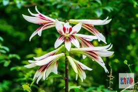 大美贵州丨太美啦！贵州这里的野百合开满山谷图片