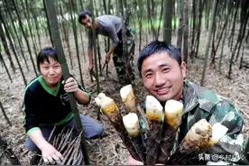 网传泥工种植14亩雷竹一年卖70万！雷竹种植的真实利润会是多少？图片
