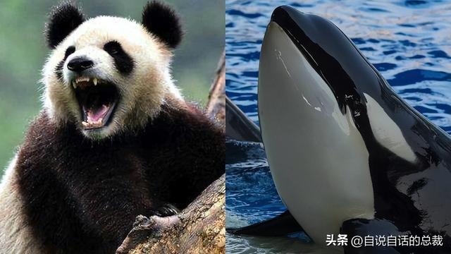 熊猫：真实存在的上古恐惧，为什么只有人类觉得大熊猫很可爱？
