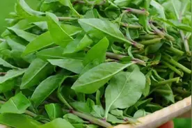“补阳高手”不是韭菜，胜过鹿茸，每天吃一点，给肾脏加油图片