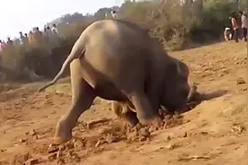 在一大群人围观中，大象疯狂挖洞11个小时，它到底要做什么？图片