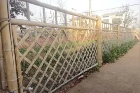 “采菊东篱下”的田园景象，樊城就有！图片