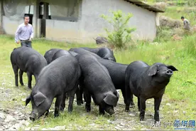 洋猪入侵30年，中华土猪几乎绝迹，我们还能吃到儿时的香猪肉吗？图片