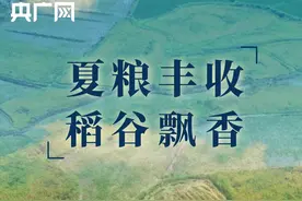 江西：田野稻谷香“赣鄱粮仓”有底气图片