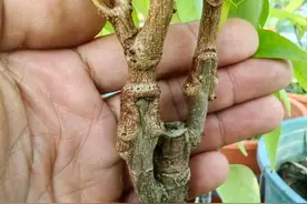 荔枝品种改良嫁接最怕出现不亲和，怎么办？这些技巧可以帮到你图片