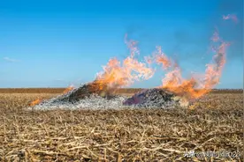 关于焚烧秸秆的利弊分析图片