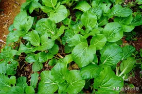 农村种植蔬菜要注意，这四个种植口诀需掌握，壮根助长又防病虫害图片
