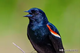 动物世界5种黑色的鸟类图片